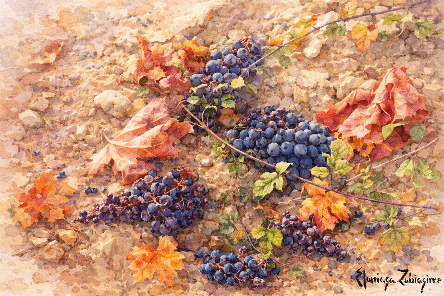 Vendimia rioja alavesa corquete Elciego Eltziego Zieko